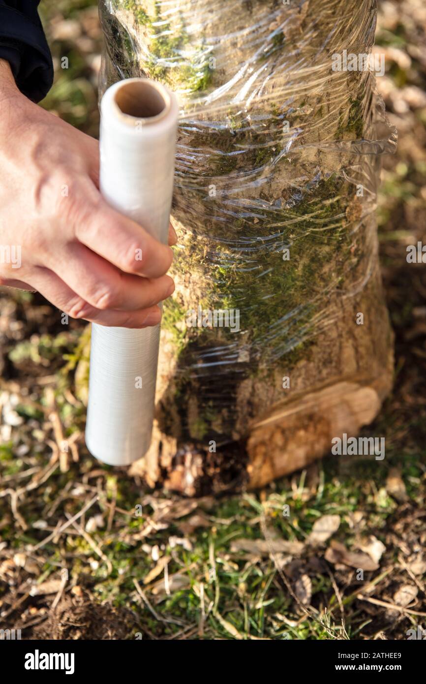 Schutz vor Dehydrierung ein inkulierter und fruchtiger Buchen-Baumstumpf in einem Pilzfarm, einer Fungiculture, einem Mann mit Klarfilm oder Saran-Wrap Stockfoto