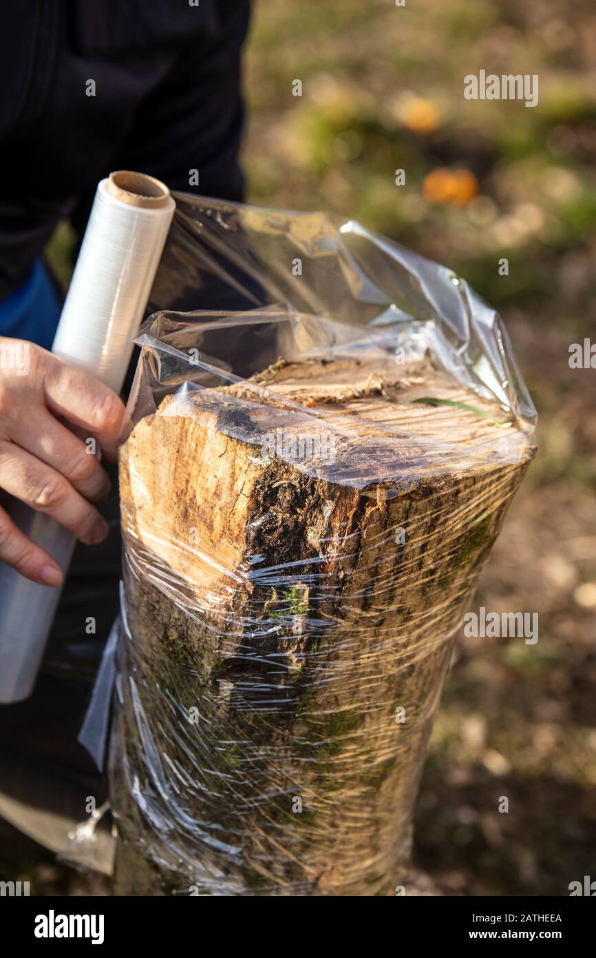 Der Mensch wickelt einen Buchen-Baumstumpf mit Klarfilm, Schutz eines myzelig inokulierten Stumpfes in einem Pilzfarm, Fungiculture Stockfoto