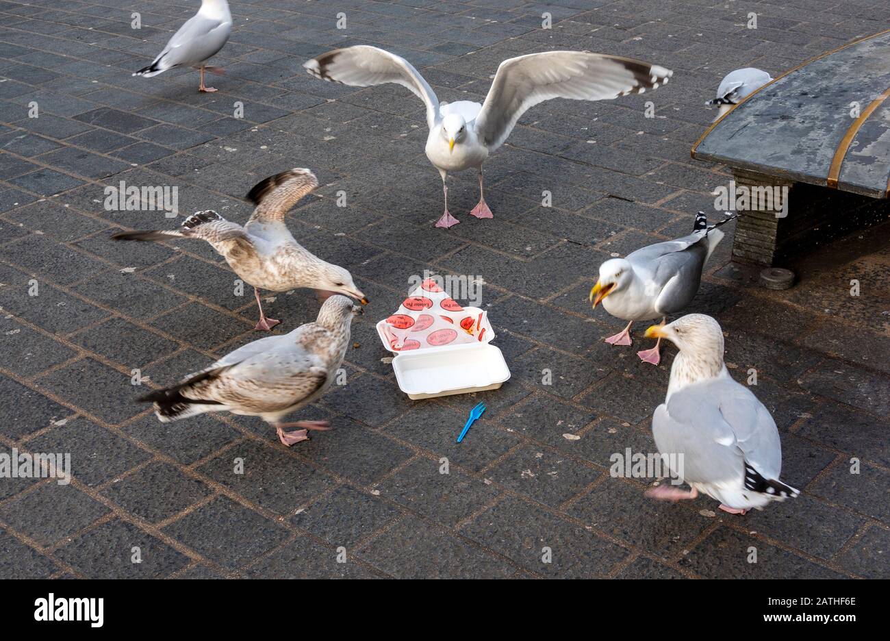 Europäische Heringsmöwen und eine leere Schachtel Chips im Zentrum von Liverpool Larus argentatus Stockfoto