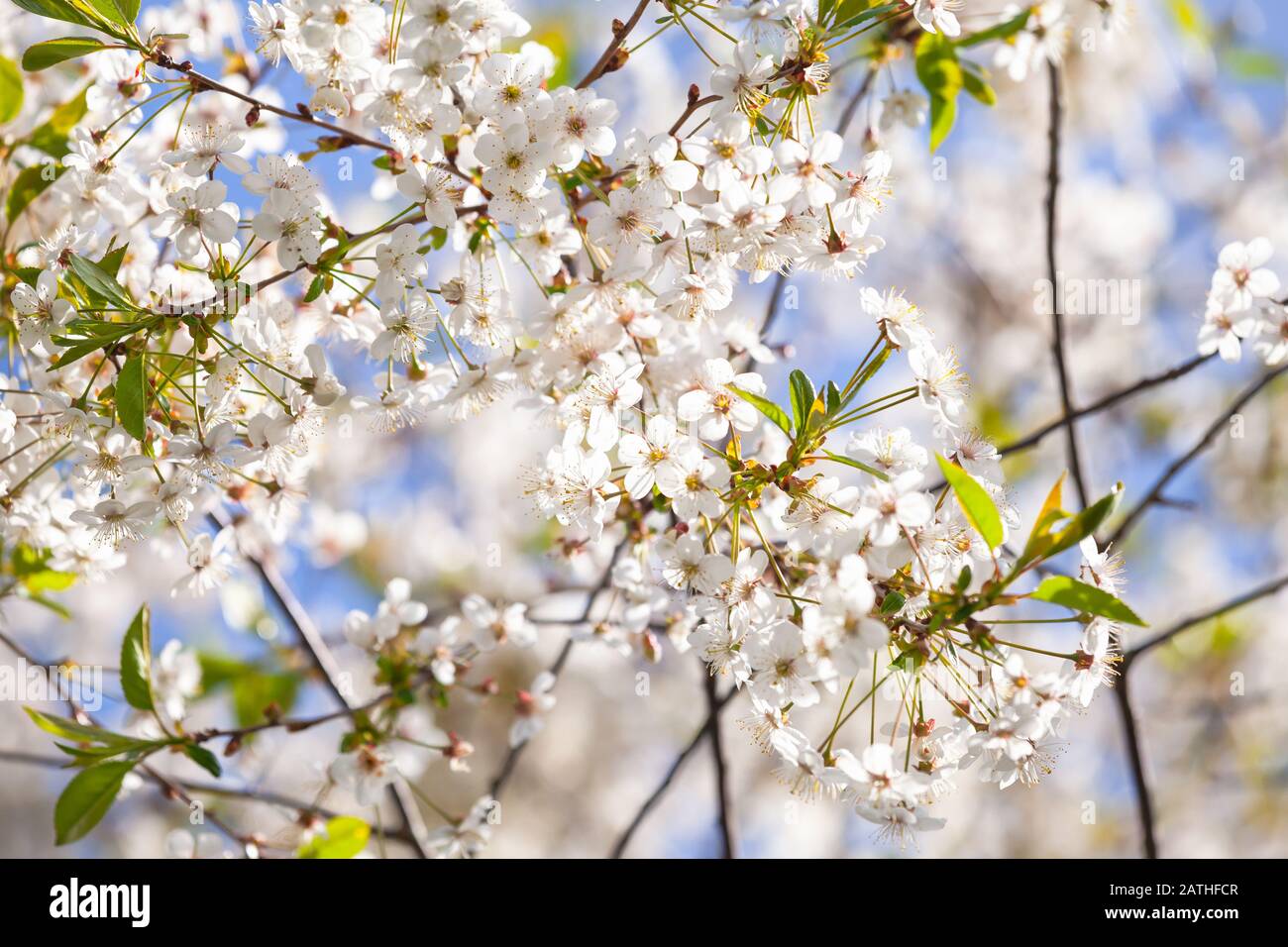 Kirschblüte. Nahaufnahme von weißen Blumen mit selektivem Weichfokus Stockfoto