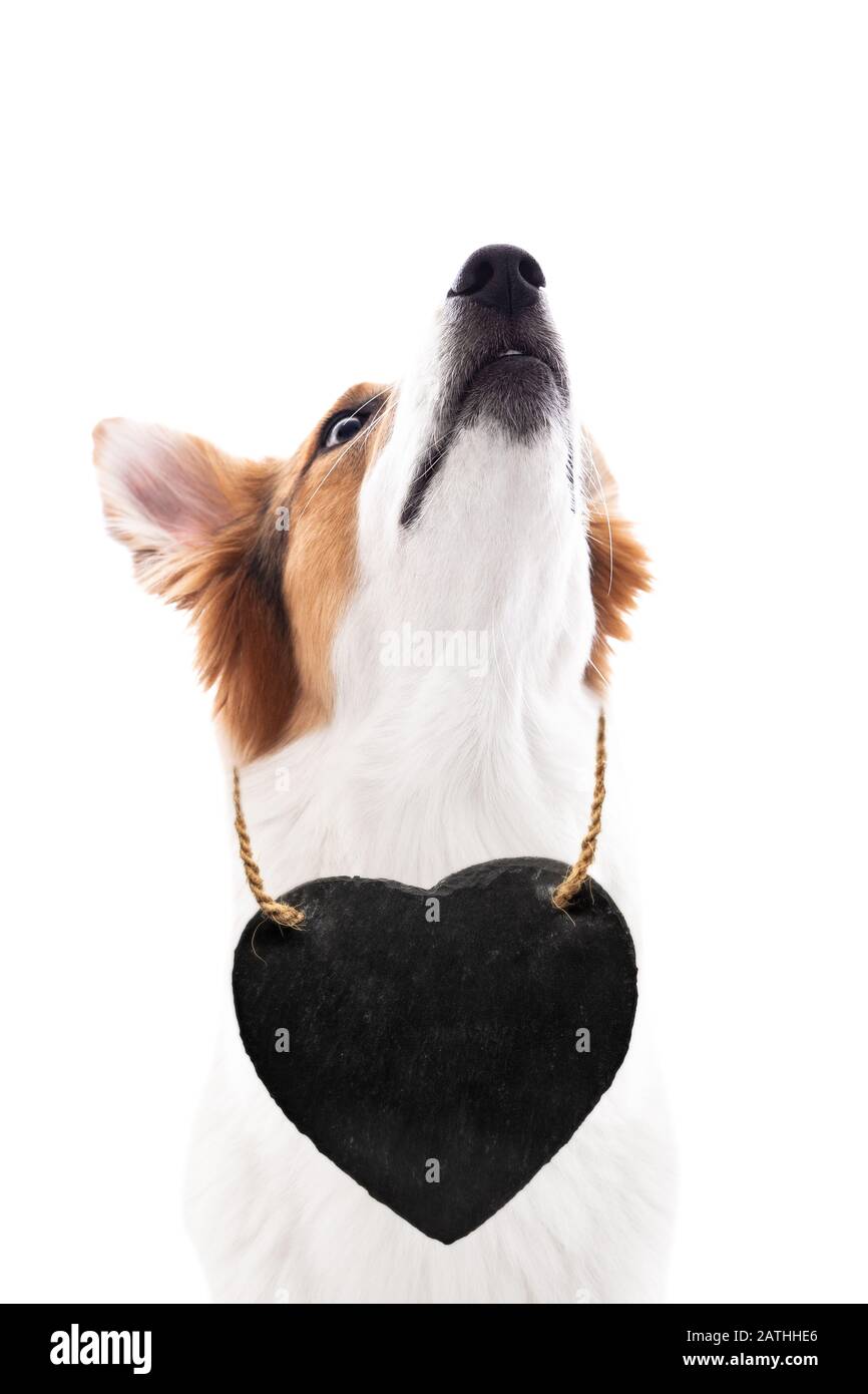 Hund trägt ein Herz um den Hals, ein herzförmiges Schild mit Kopierraum, aufblickend, isoliert Stockfoto