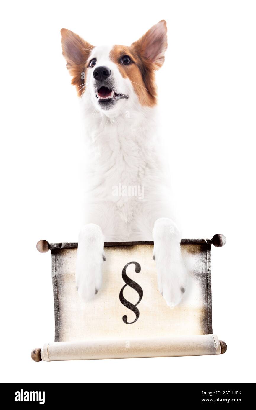 Hund hält eine Schriftrolle mit dem Absatzzeichen, isoliert vor Weiß, Tierschutzgesetz und Hundegesetz Stockfoto