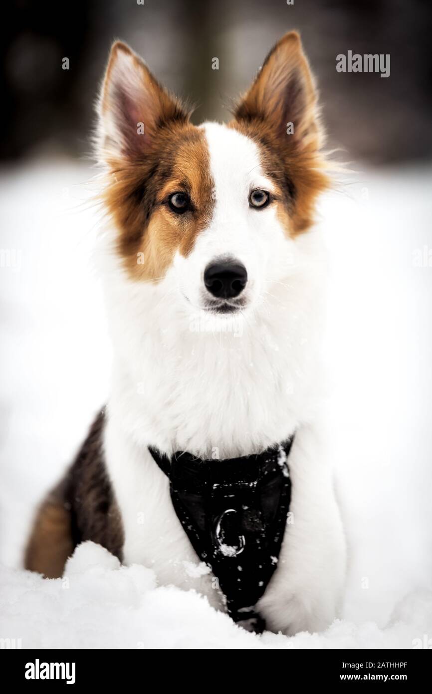 Portrait eines süßen Hundes mit gemischter Rasse, der im Schnee liegt, spazieren Sie zur Wintersaison Stockfoto