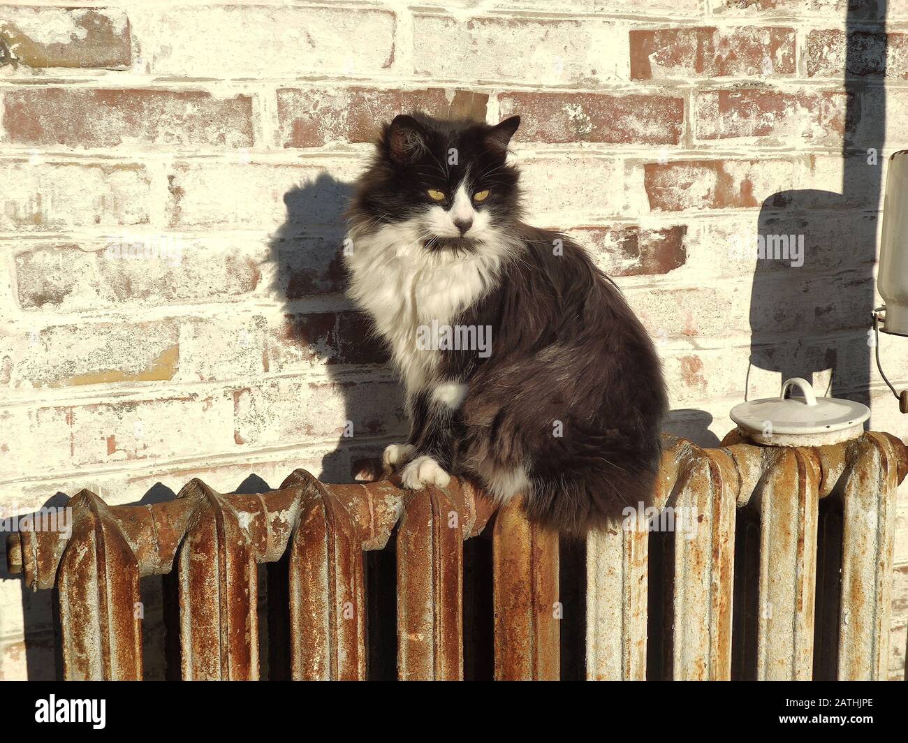 Eine schwarz-weiße Katze sitzt auf einer alten rostigen Batterie auf einem Hintergrund einer Ziegelwand. Die Katze backt in der Sonne Stockfoto