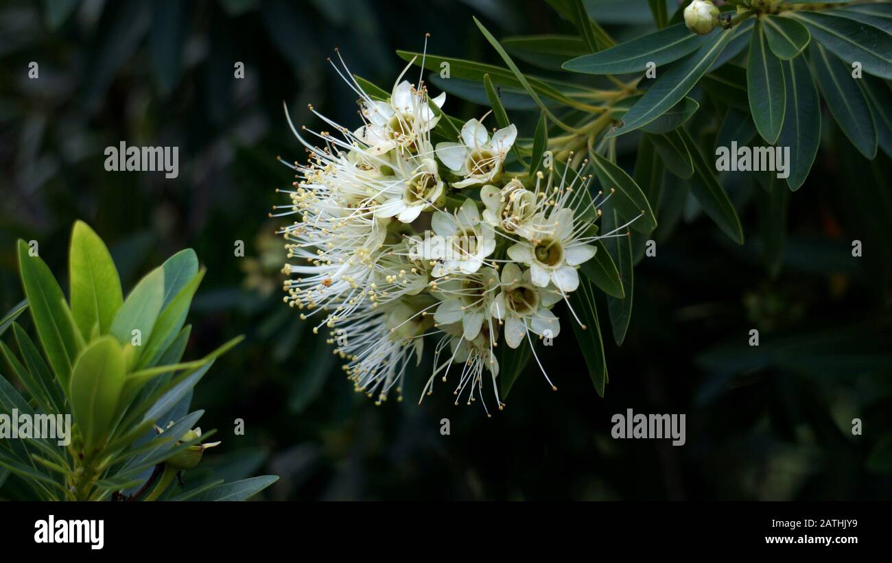 Xanthostemon verticillatus ist eine Baumart aus der Pflanzenfamilie Myrtaceae, die endemisch in den Regenwäldern Der Wet Tropics im Nordosten Queenslands ist. Stockfoto
