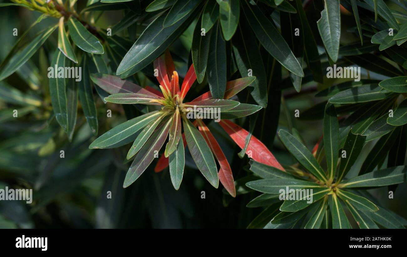 Xanthostemon verticillatus ist eine Baumart aus der Pflanzenfamilie Myrtaceae, die endemisch in den Regenwäldern Der Wet Tropics im Nordosten Queenslands ist. Stockfoto