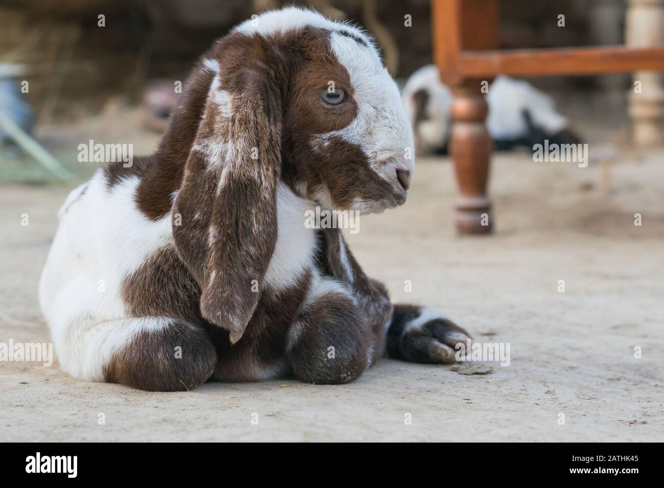 Eine braune und weiße neugeborene, auf der Erde sitzende Babyziege.ein Portrait einer neugeborenen Babyziege. Stockfoto