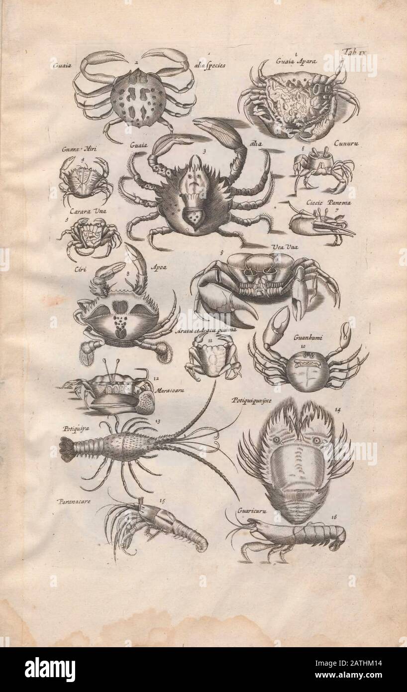 Krebs-Illustration aus "Historiae Naturalis De Exanguibus Aquaticis libri IV" (Naturgeschichte der Meerestiere Buch 4) von Johannes Jonston. Veröffentlicht Stockfoto