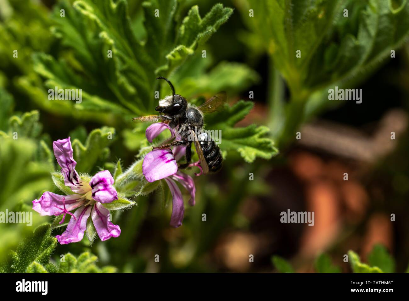 Ceratina chalcites (kleine Schreinerbiene) auf Pelargonium Lara Starshine Blume Stockfoto