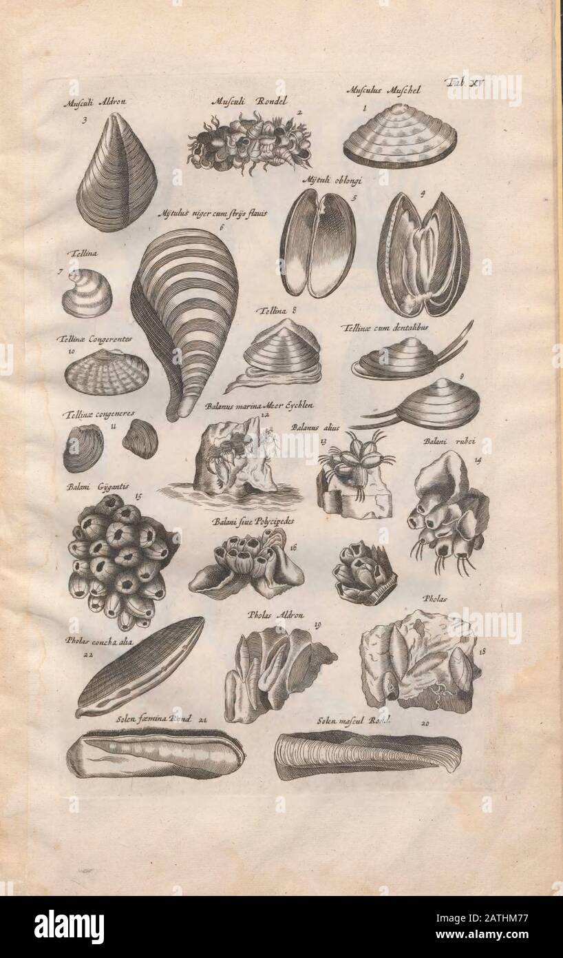 Meeresschalenillustrationen aus "Historiae Naturalis De Exanguibus Aquaticis libri IV" (Naturgeschichte der Meerestiere Buch 4) von Johannes Jonston. Publ Stockfoto