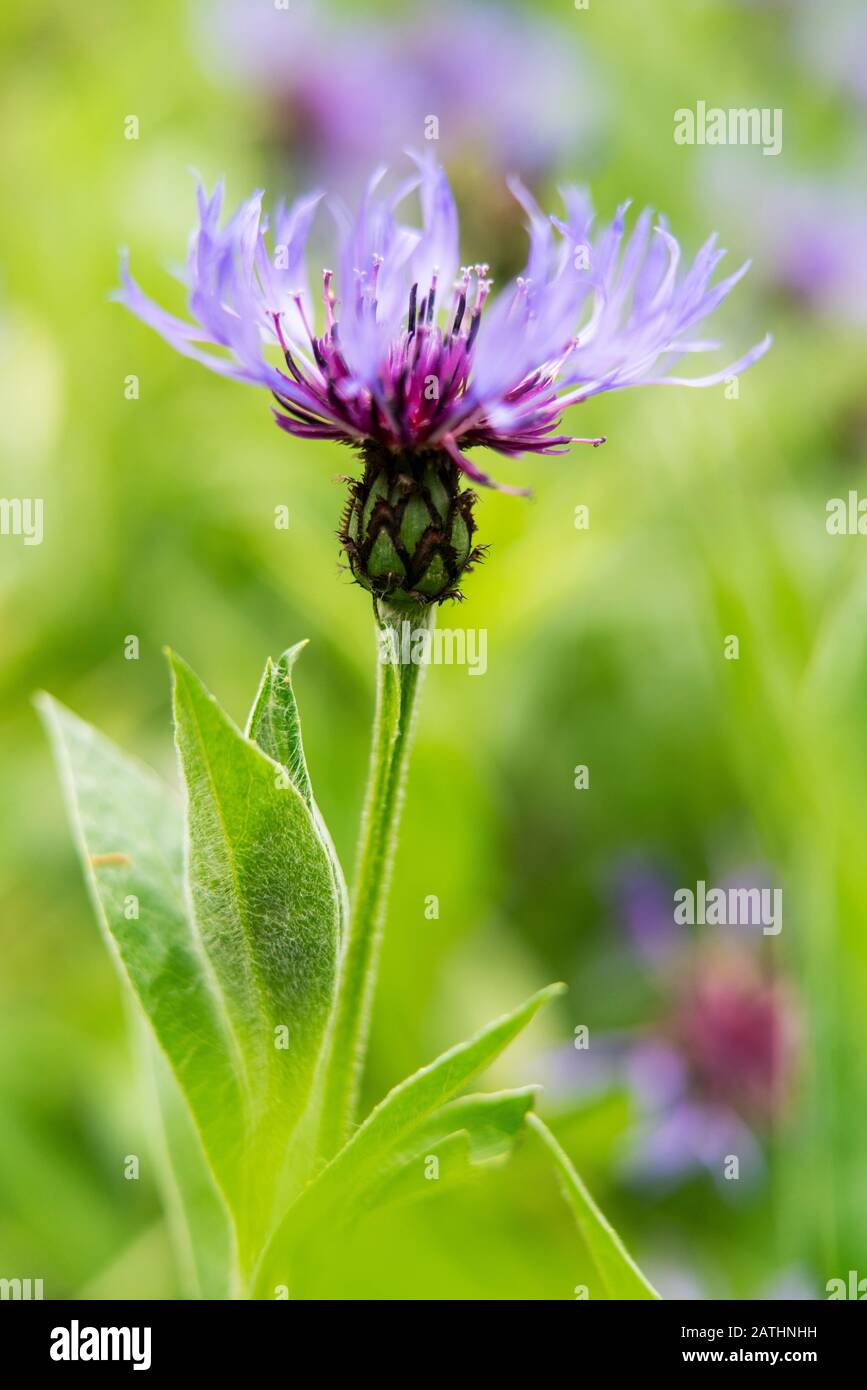 Kornblume, die in einem englischen Landgarten, Northumberland, England, wächst Stockfoto