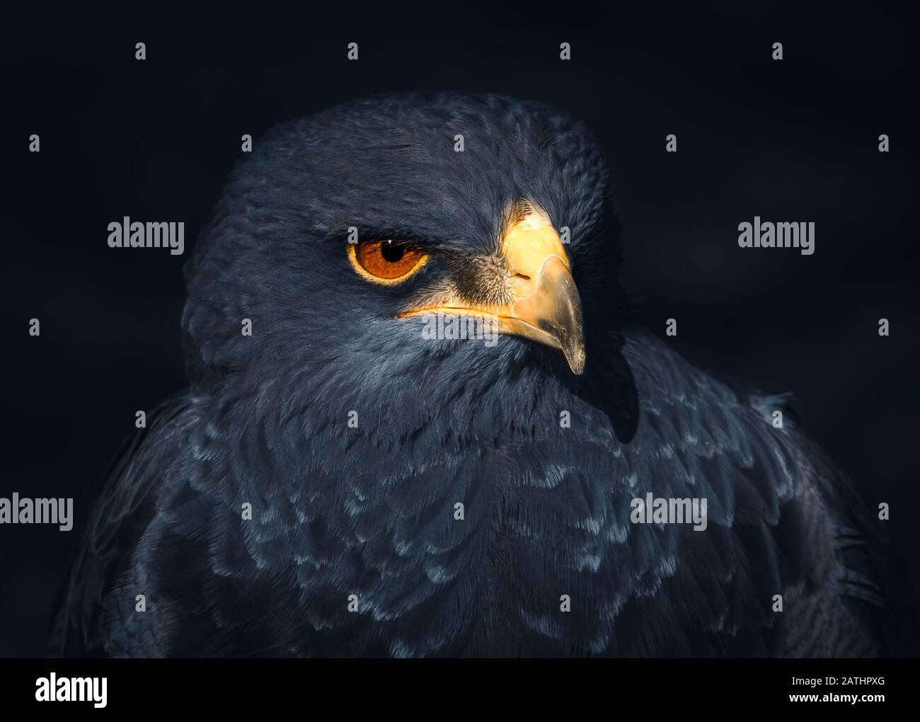 Stimmungsvolles Porträt eines grauen Achle-Buzzards Stockfoto