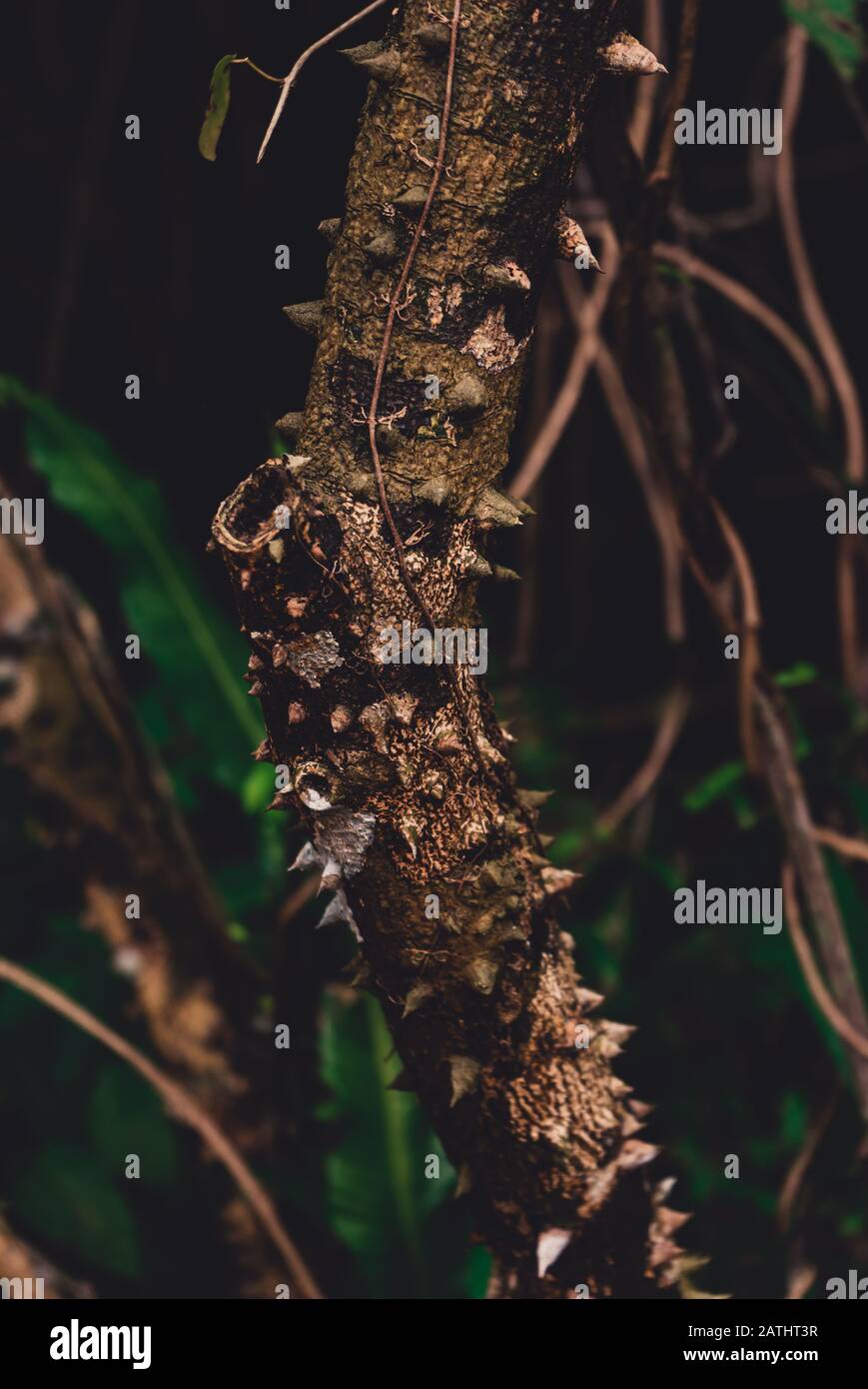 Nahaufnahme von Silk Floss Tree (Ceiba speciosa) Trunk und Bark Stockfoto