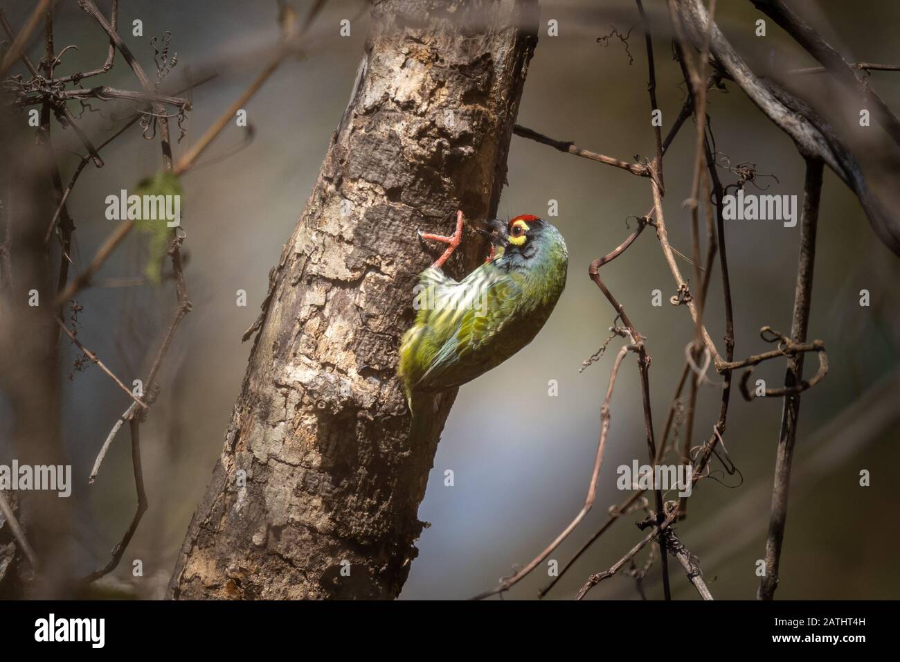 Ein Kupferschmied barbet, Crimson-breasted barbet, Megalaima haemacephala, beschäftigt damit, den LKW eines Baumes zu picken Stockfoto