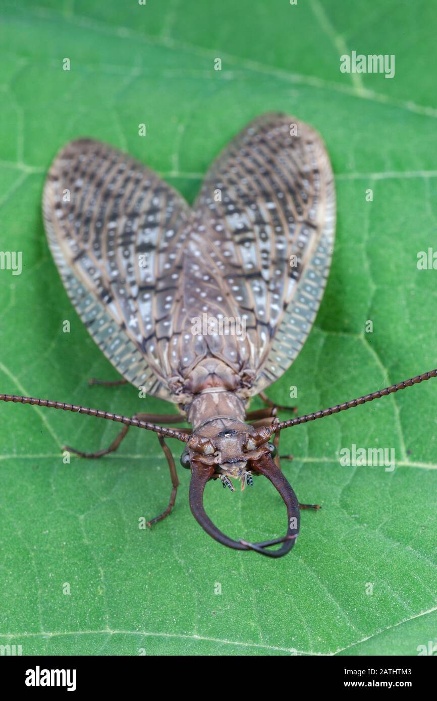 Eastern Dobsonfly (Corydalus cornutus) Male on Southern Catalpa Tree. Powells Valley, Dauphin County, Pennsylvania, Sommer. Stockfoto
