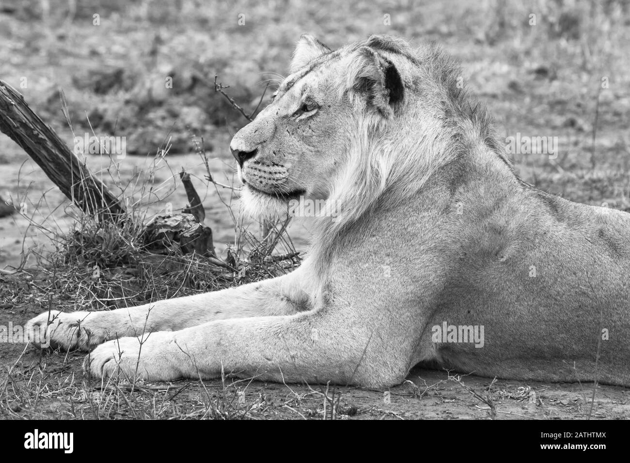 Lion's Zeit Stockfoto