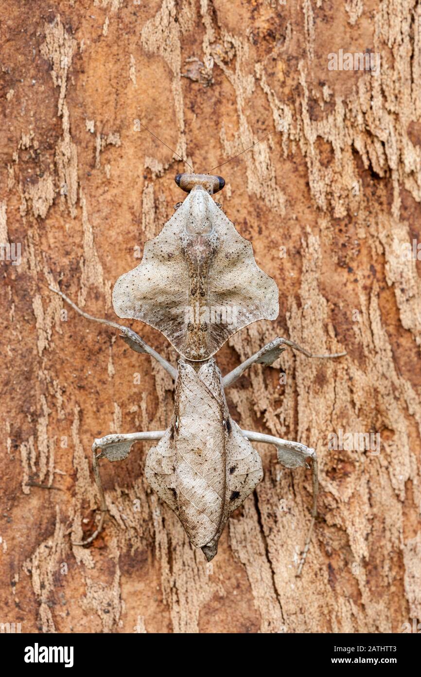 Dead Leaf Mantis (Deroplatys lobata) alias Southeast Asian Dead Leaf Mantis Stockfoto