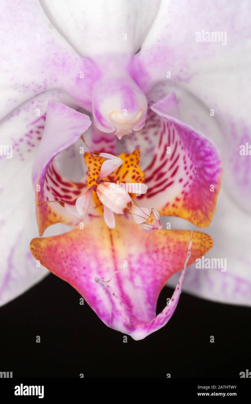 Orchid Mantis (Hymenopus coronatus) alias Walking Flower Mantis. Nymphe getarnt in Orchideenblume. Die Orchideenmantis ist eine großartige Mimik. Stockfoto