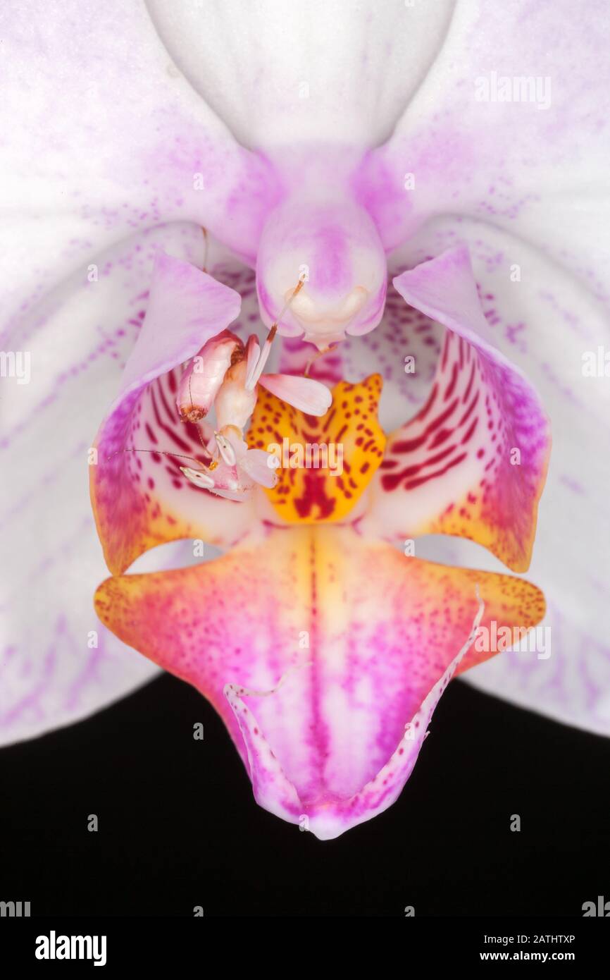 PuffPurrs Orchideenmantis Plüschtier - 30cm Realistische Rosa Gottesanbeterin Stofftier