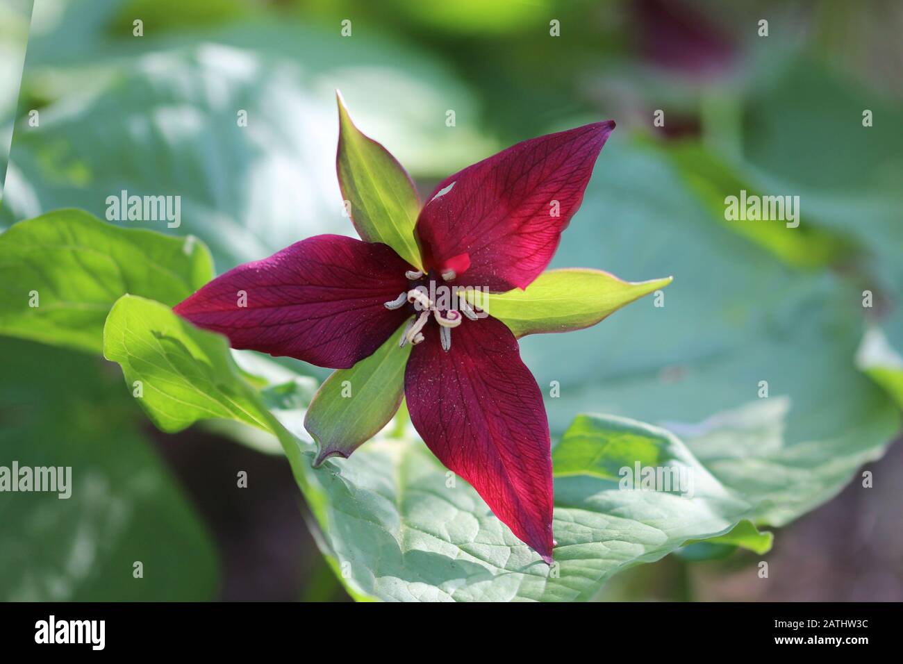 Trillium im Wald Stockfoto