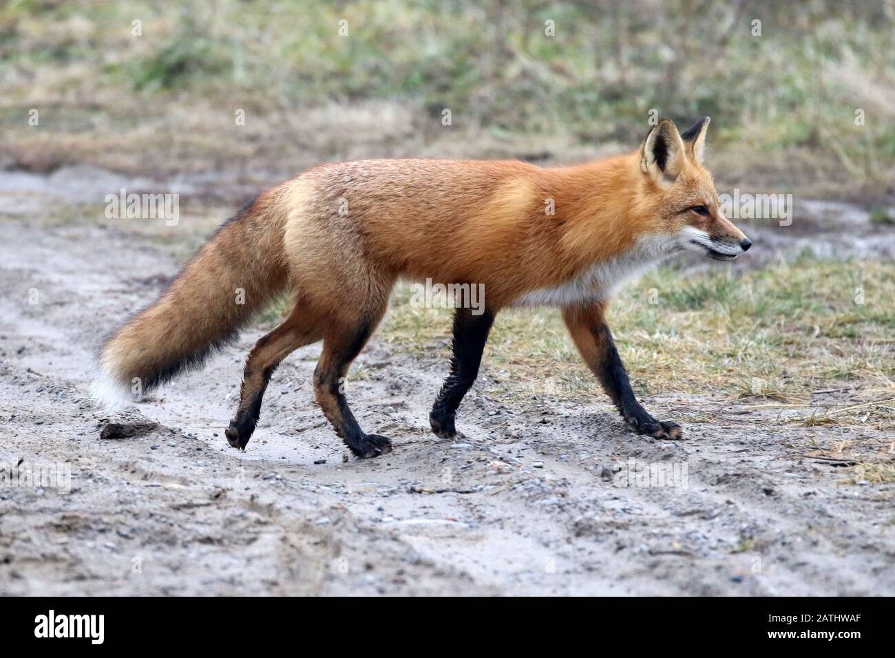 Roter Fuchs im Wald Stockfoto