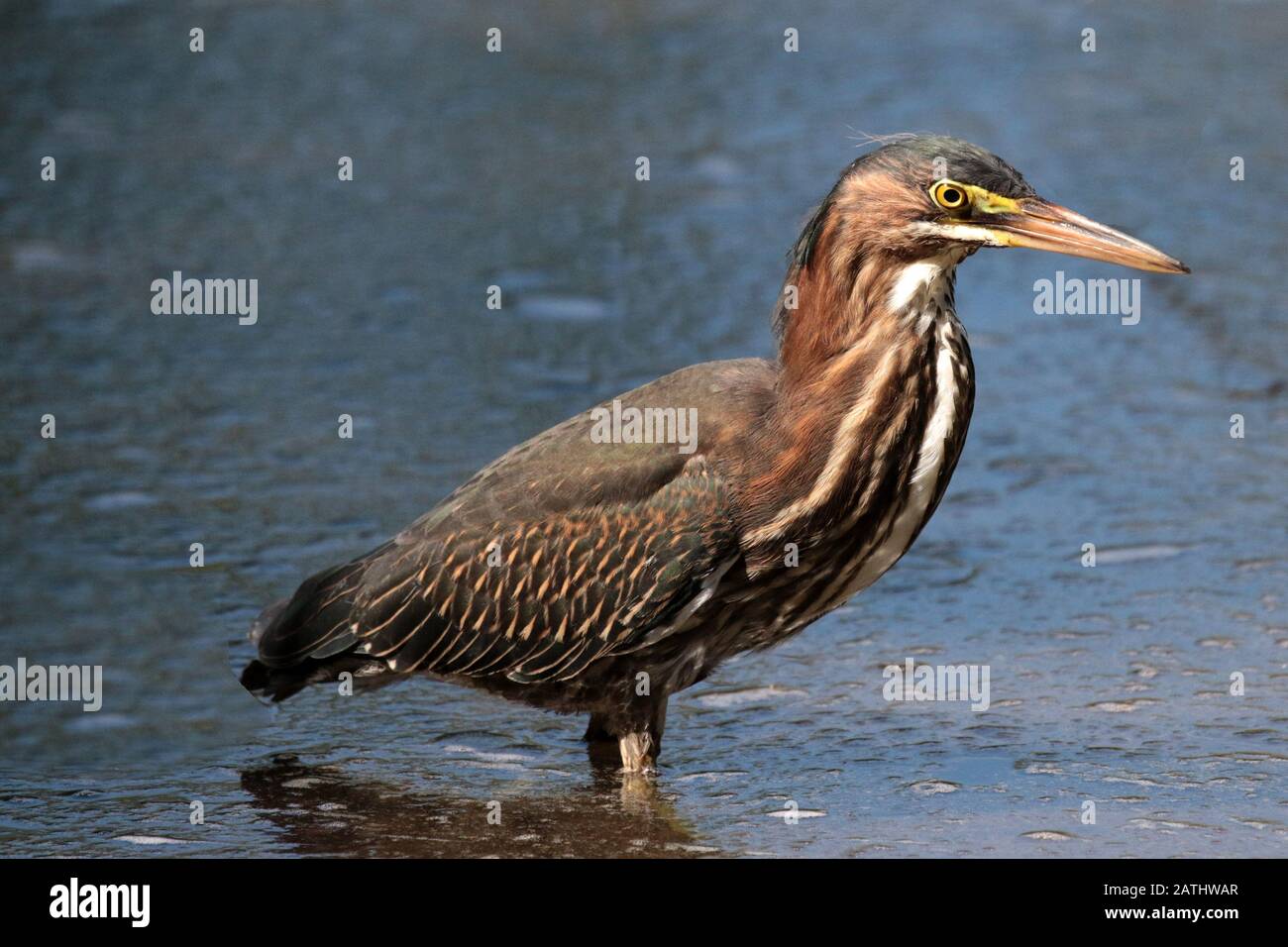 Grüner Heron im Fluss angeln Stockfoto