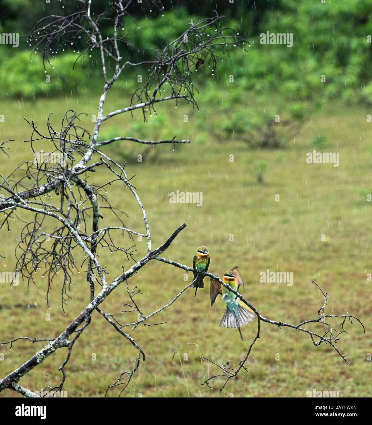 Kleine grüne Biene Esser und blau geschirene Biene Esser Vögel isoliert im natürlichen Hintergrund. Beliebte Vögel in Sri Lanka.Ornithologie. Tierwelt Sri Lankas. Bir Stockfoto
