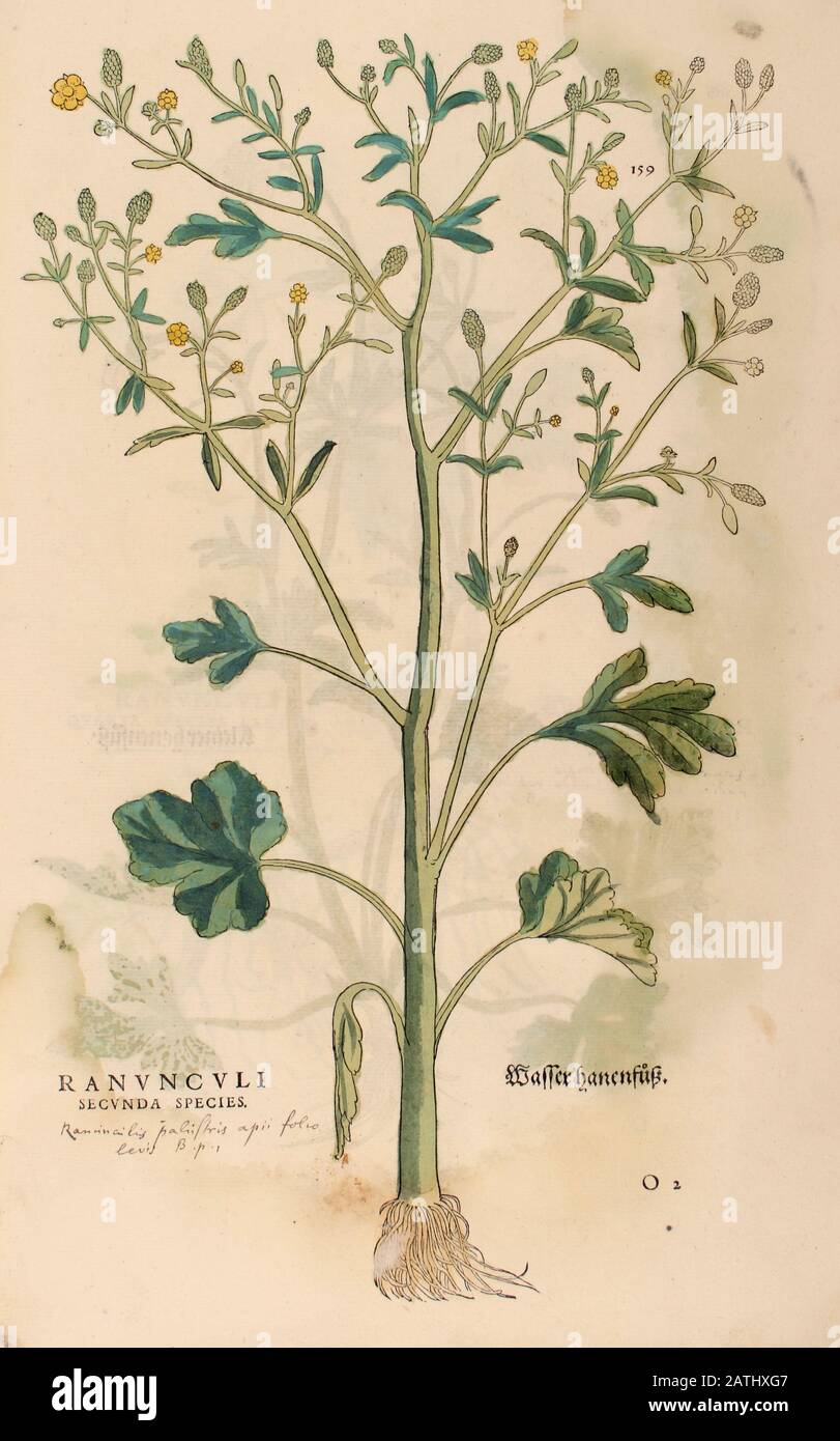 Jahrhundert, Aquarell, handgemalter Holzschnittdruck einer Schmetterlingsblume (Ranunculus) aus Leonhart Fuchs Kräuterbuch: De Historia Stirpium Co Stockfoto