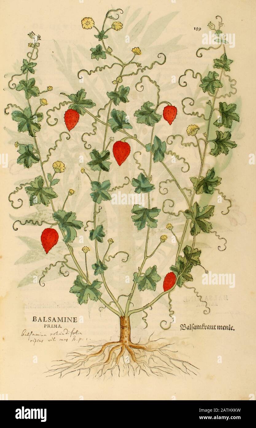 Jahrhundert, Aquarell, handgemalter Holzschnittdruck einer Balsamin-Prima-Anlage aus Leonhart Fuchs Kräuterbuch: De Historia Stirpium Commentari Stockfoto