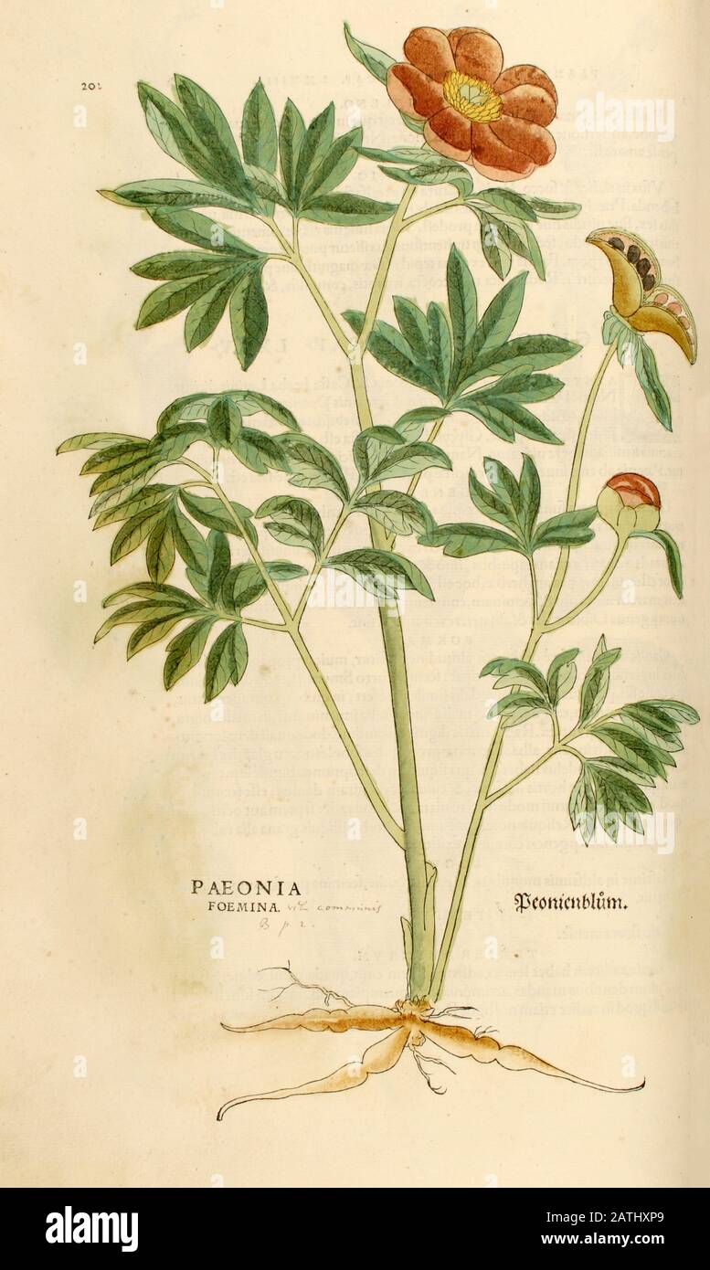 Jahrhundert, Aquarell, handgemalter Holzschnittdruck einer Pony- oder Pfironie aus Leonhart Fuchs Kräuterbuch: De Historia Stirpium Commentar Stockfoto