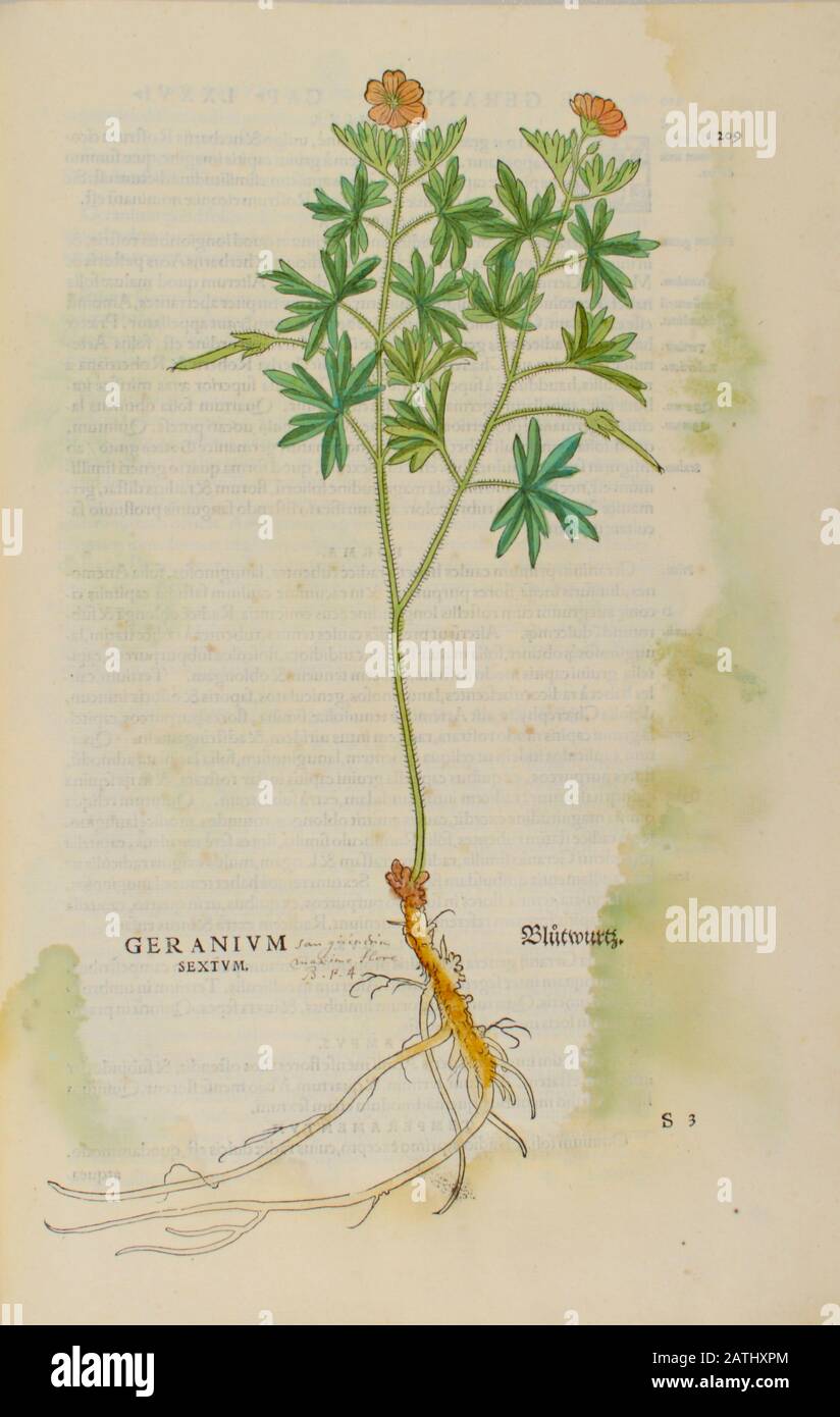 Jahrhundert, Aquarell, handgemalter Holzschnittdruck einer Geranienpflanze aus Leonhart Fuchs Kräuterbuch: De Historia Stirpium Commentarii Insig Stockfoto
