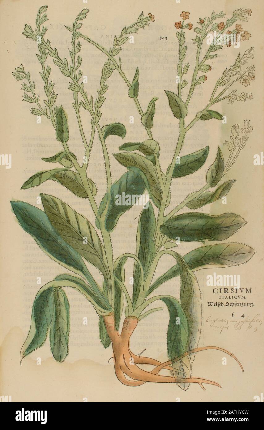 Jahrhundert, Aquarell, handgemalter Holzschnittdruck einer Anlage aus Cirsium italicum aus Leonhart Fuchs Kräuterbuch: De Historia Stirpium Commentar Stockfoto
