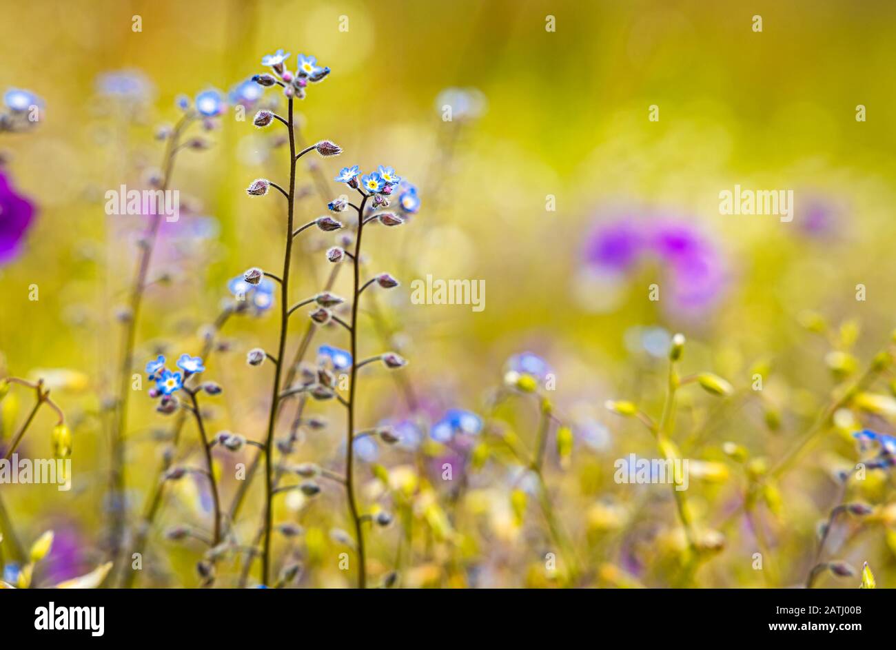 Myosotis Nahaufnahme. Auf der nördlichen Hemisphäre sind sie in Kolloquialen Forget-me-nots oder Skorpiongräser. Stockfoto