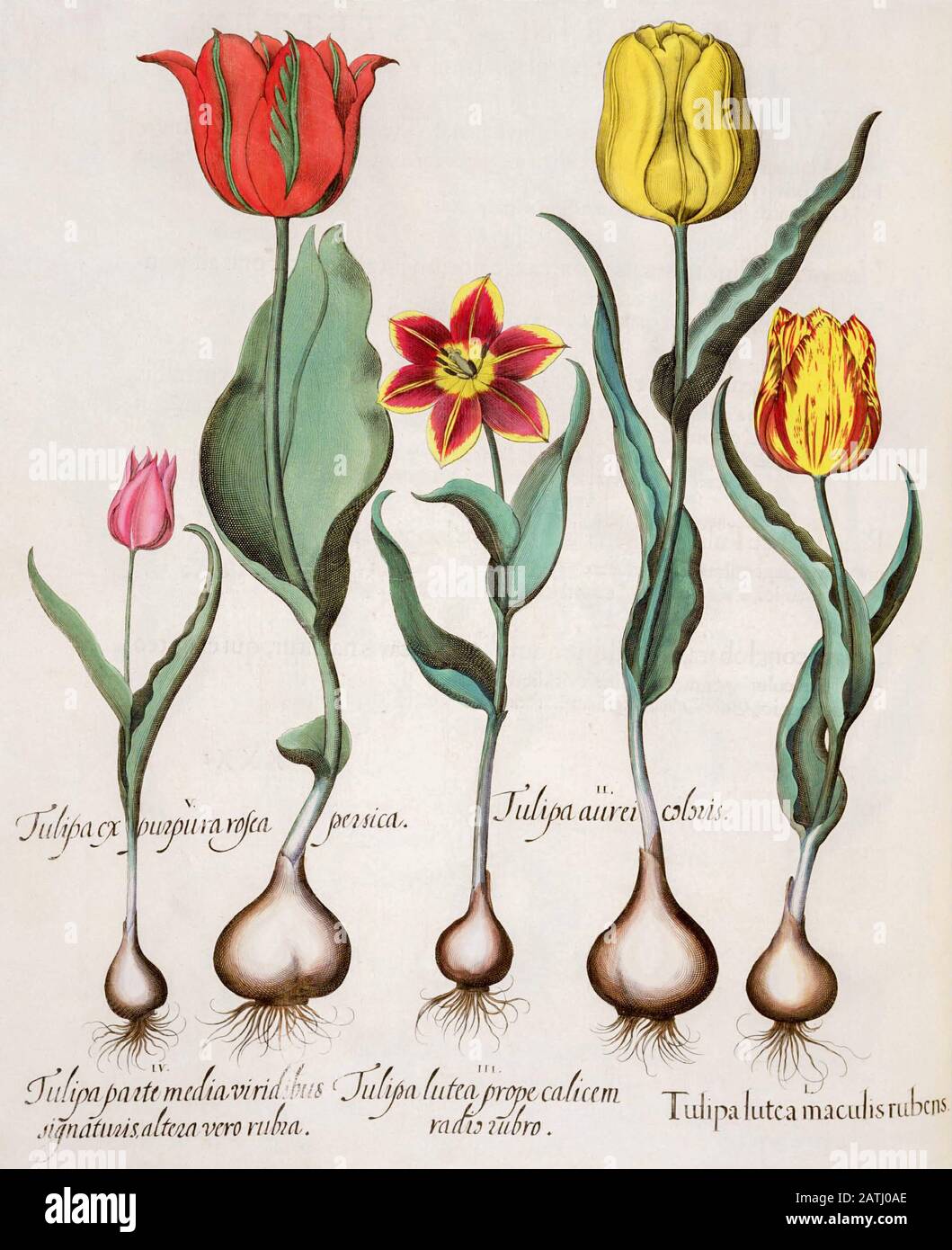 Von Hand bemalt Kupferstich verschiedener Tulpen aus Hortus Eystettensis ein Codex von Basilius Besler im Jahr 1613 Der Garten des Bischofs von E Stockfoto