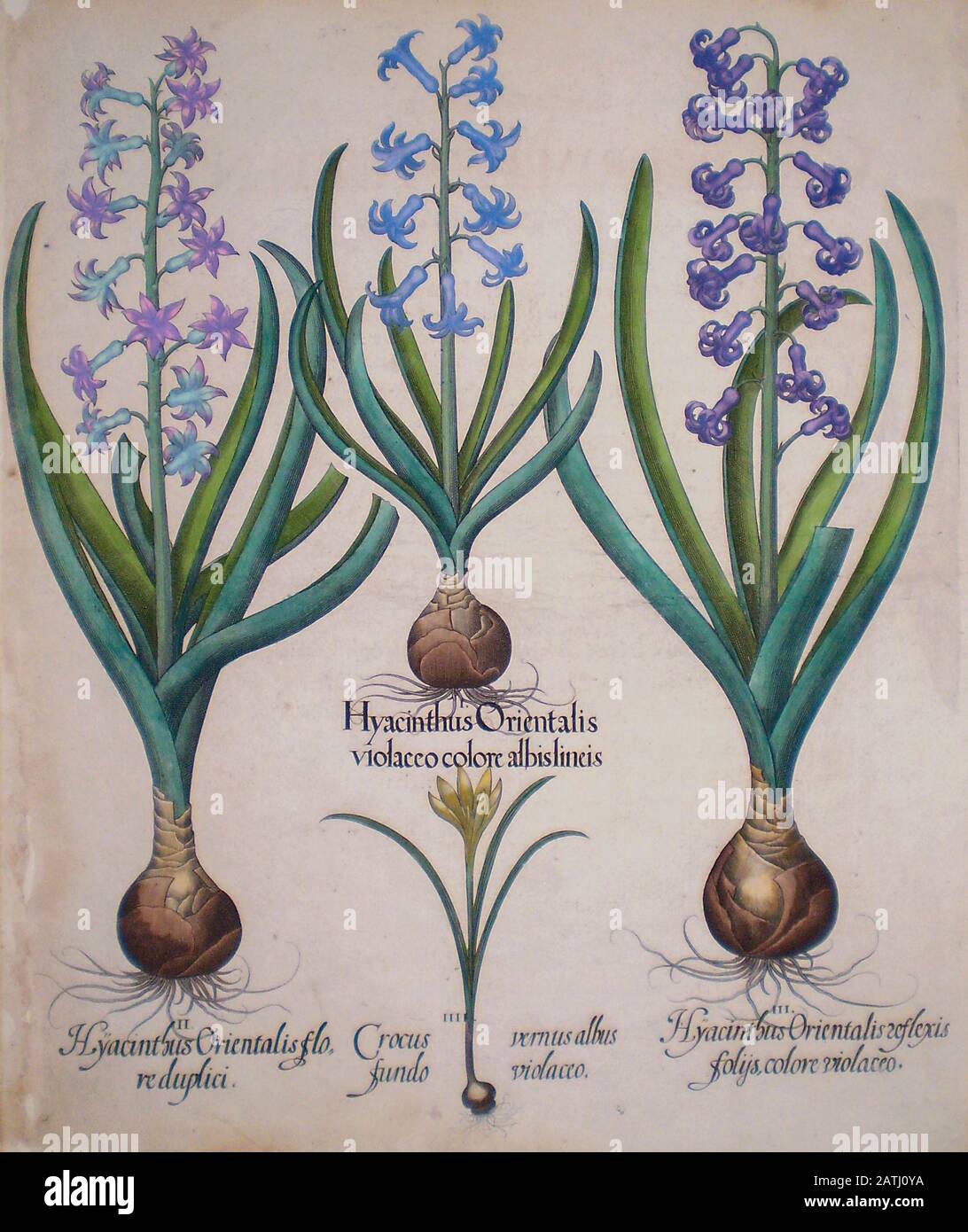 Handbemalter Koppertellerdruck von Hyazinthblüten Aus Hortus Eystettensis, einem von Basilius Besler 1613 im Garten des Bishops hergestellten Kodex Stockfoto
