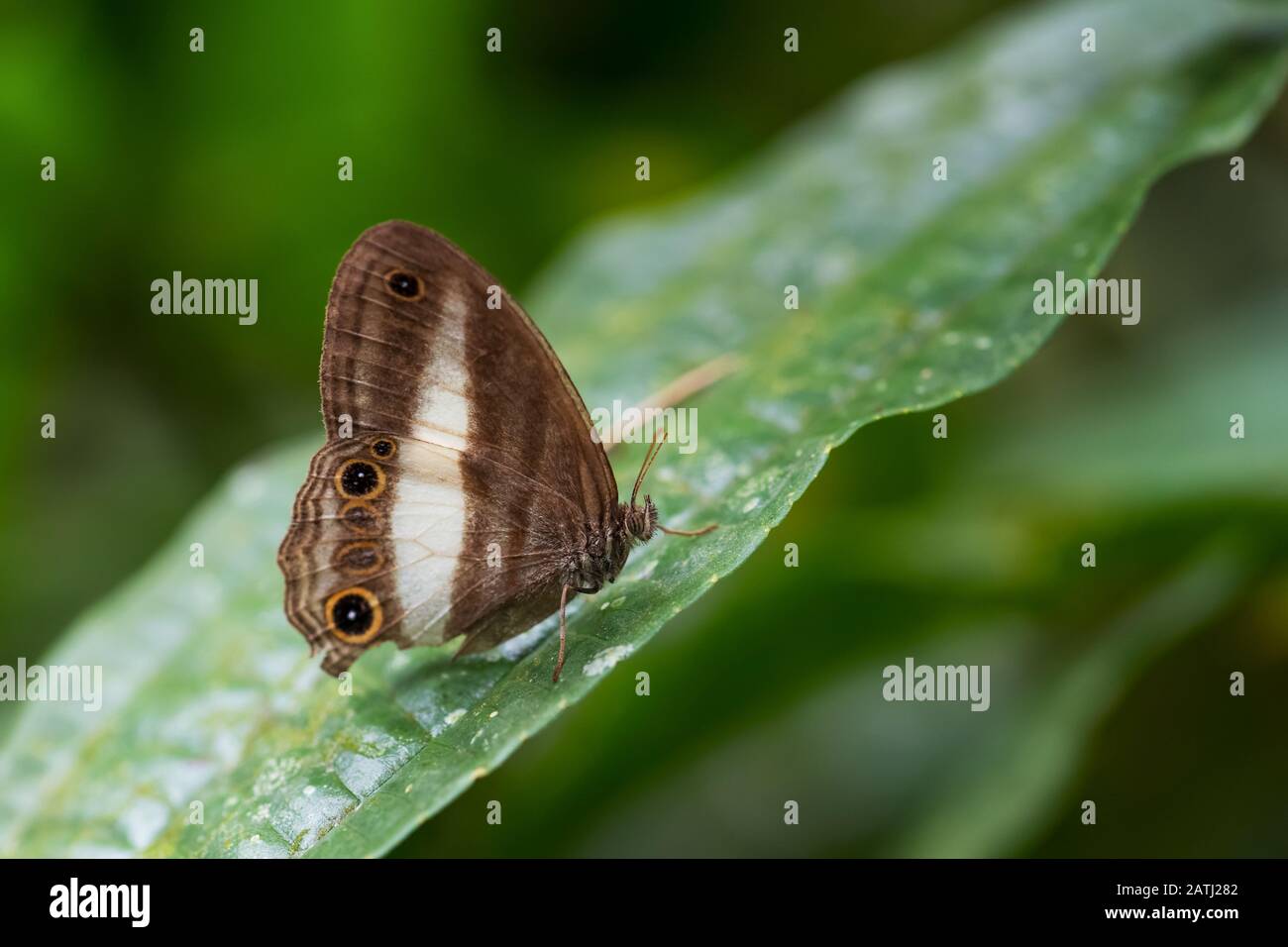 Satyrid Butterflie - Euptychoides albofasciata, schöner brauner und weißer Schmetterling aus Südamerika, östlichen Andenhängen, Wild Sumaco Stockfoto