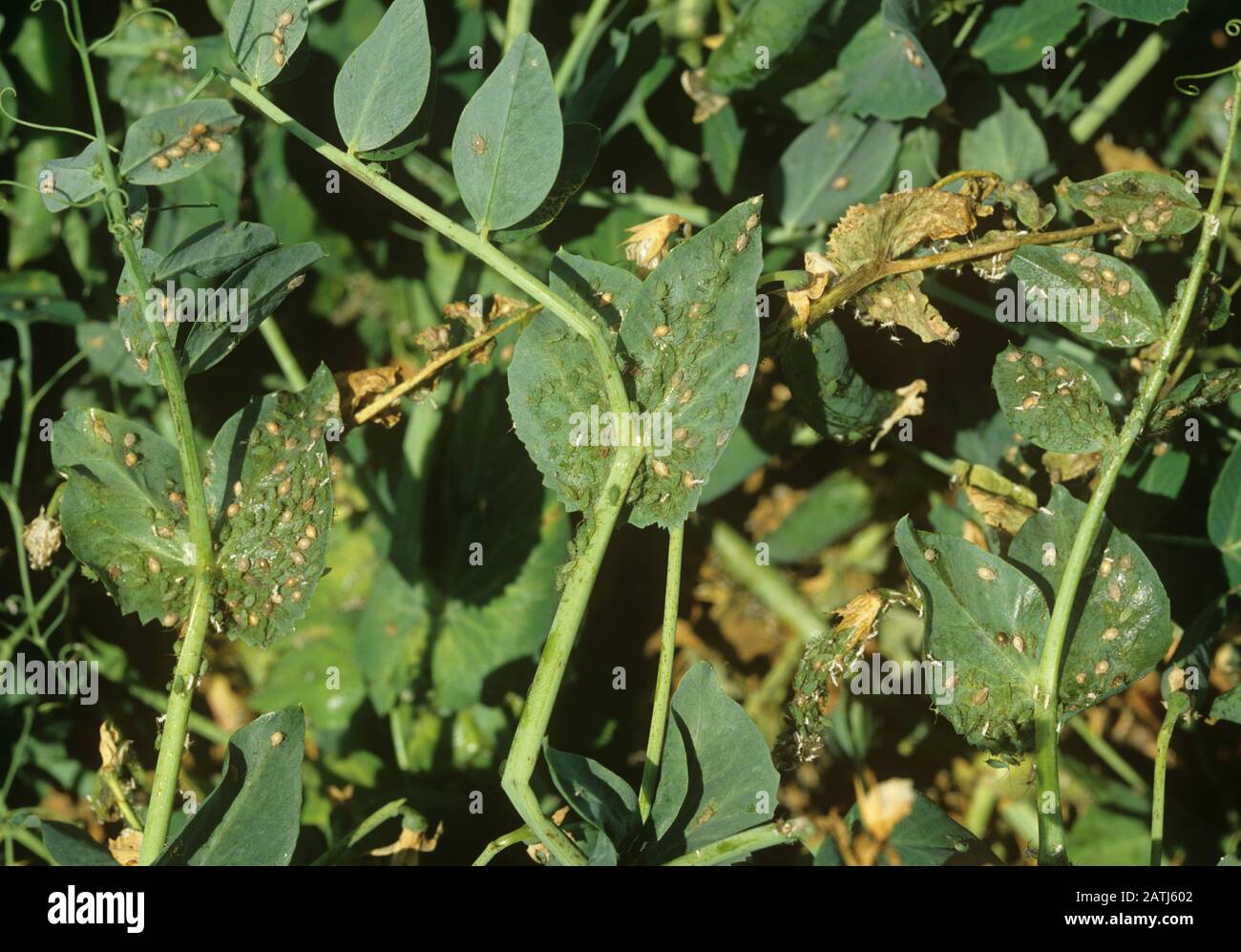 Erbsenaphid (Acyrthosiphon pisum) ein schwerer Aphidenbefall auf einer Erbsenfrucht, aber natürlich stark von Aphidiuswespen parasitiert Stockfoto