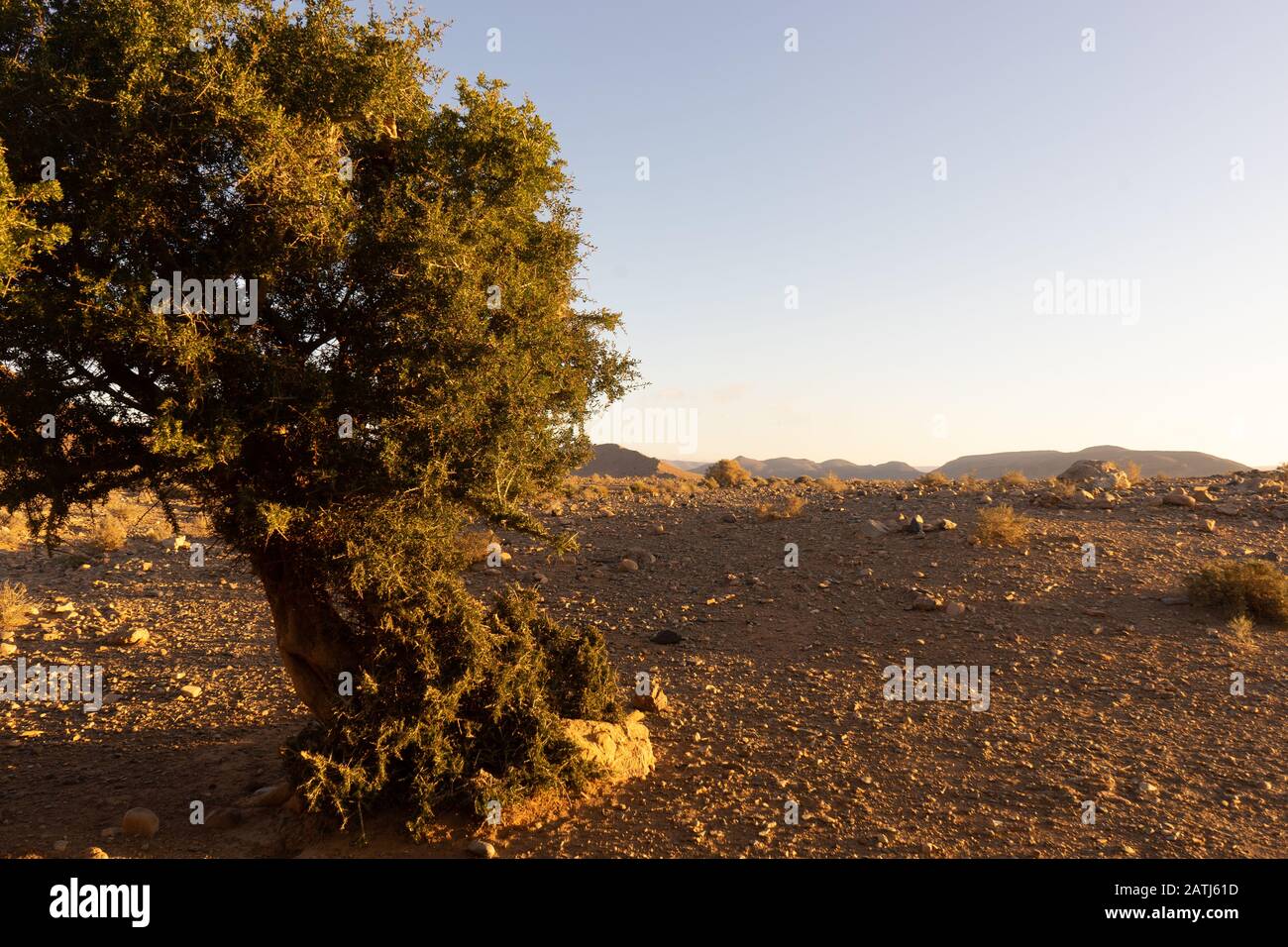 Ein einziger Akazienbaum in der Wüste von südmarokko bei Amtoudi Stockfoto