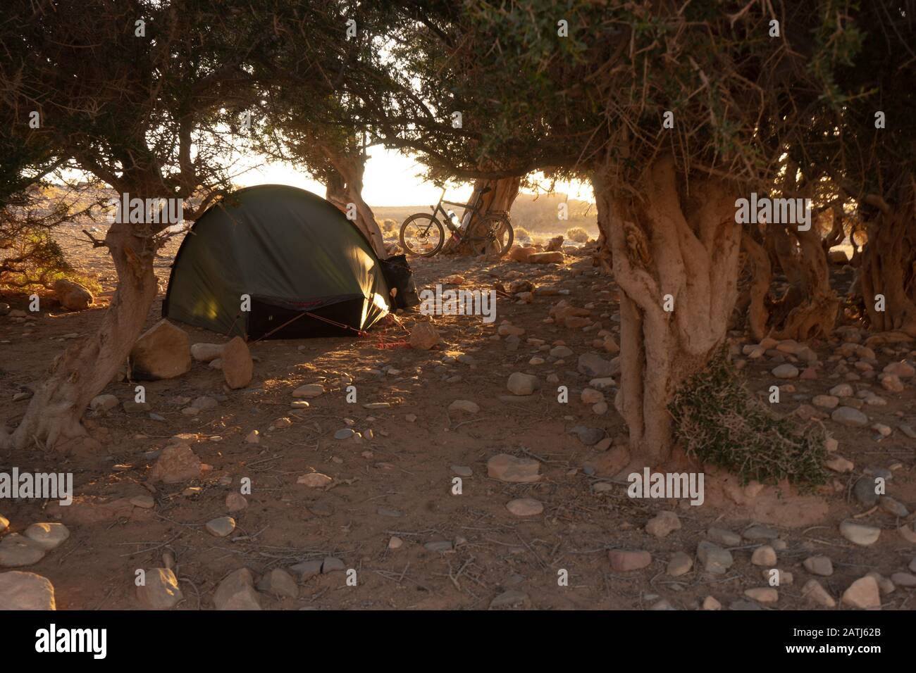 Ein Zelt unter Akazienbäumen in der Wüste von südmarokko Stockfoto