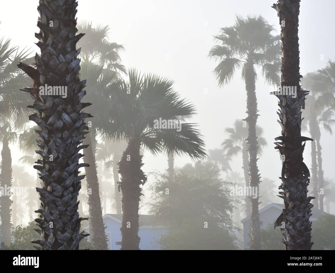 Nebelige Palmen im Rio Grande Valley an einem texanischen Wintermorgen Stockfoto