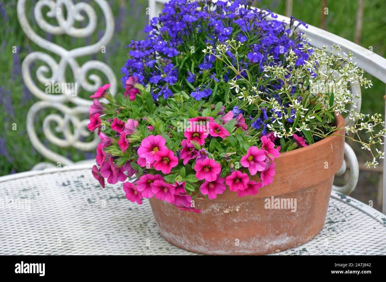 Rosa Petunien und blaue Veilchen in Lehmblütentopf auf weißem Tisch Stockfoto
