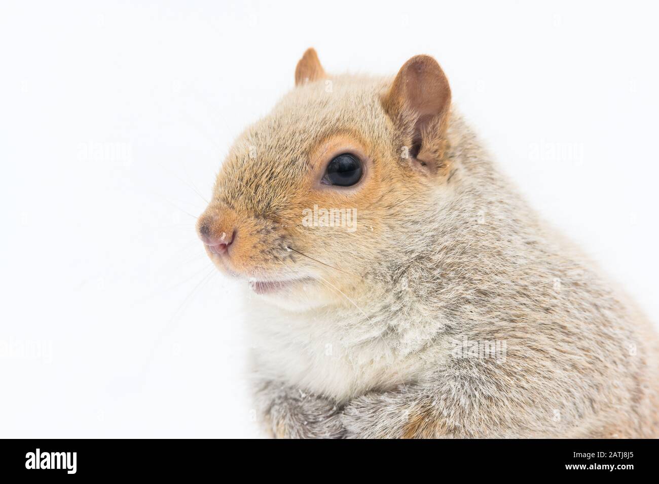 Ein ungewöhnlich blasses (möglicherweise leukistisches) Ostgraues Squirrel auf dem Mount Royal in Montreal, Kanada. Stockfoto