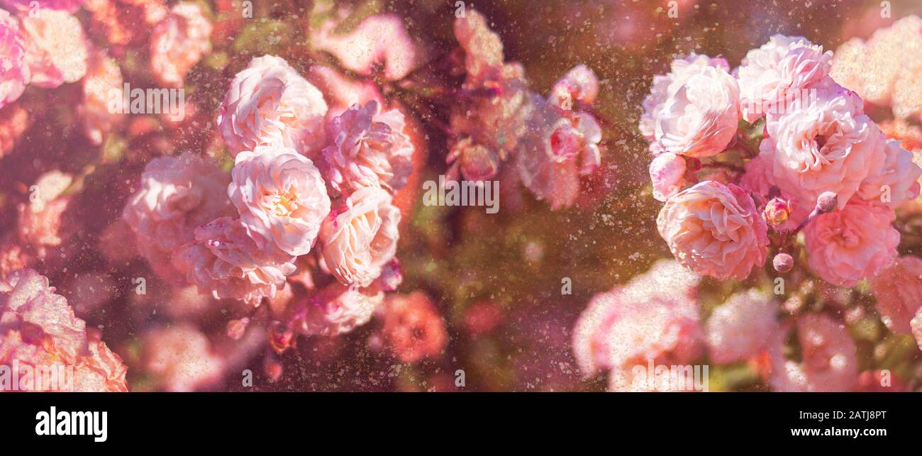 Blühende rosarote Rosen mit getöntem Bokeh-Effekt. Valentinstag. Frauentag. Jahrestag. Festlicher Hintergrund. Postkarte. Banner Stockfoto
