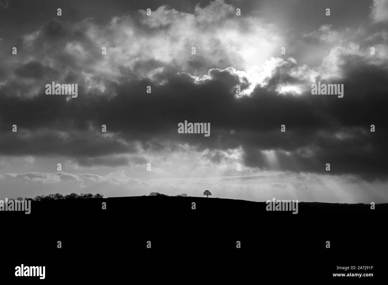 Devon Fields, Wiese, Weide, Paddock, Grün, Stift, Grasland, Weideland, Ward, ländliche Szenenfotos, Devon Fotos, England Fotos, Schaffotos, Großbritannien, Stockfoto