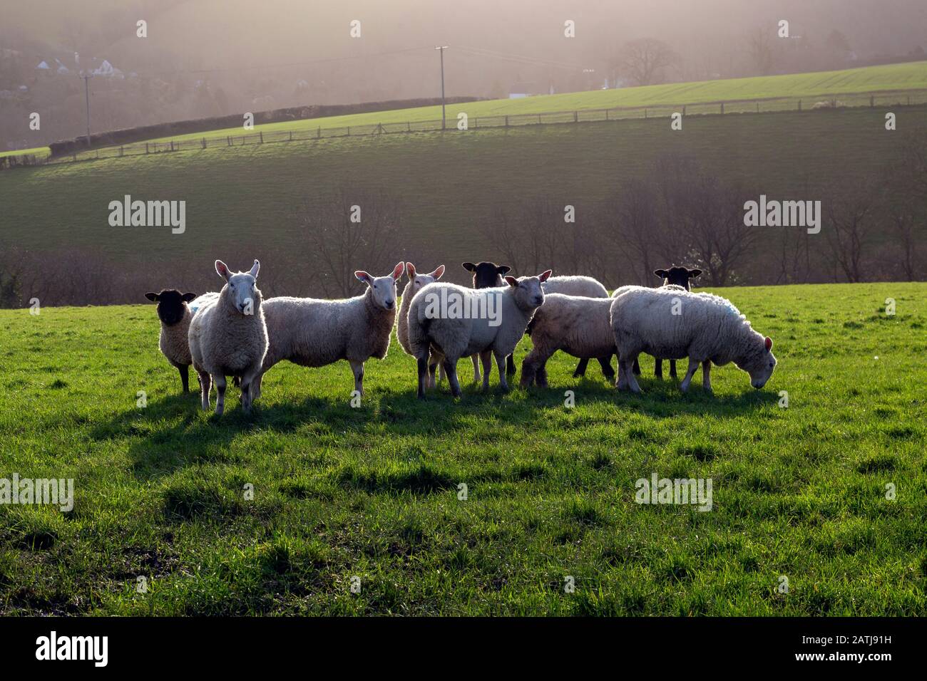 Devon Fields, Wiese, Weide, Paddock, Grün, Stift, Grasland, Weideland, Ward, ländliche Szenenfotos, Devon Fotos, England Fotos, Schaffotos, Großbritannien, Stockfoto