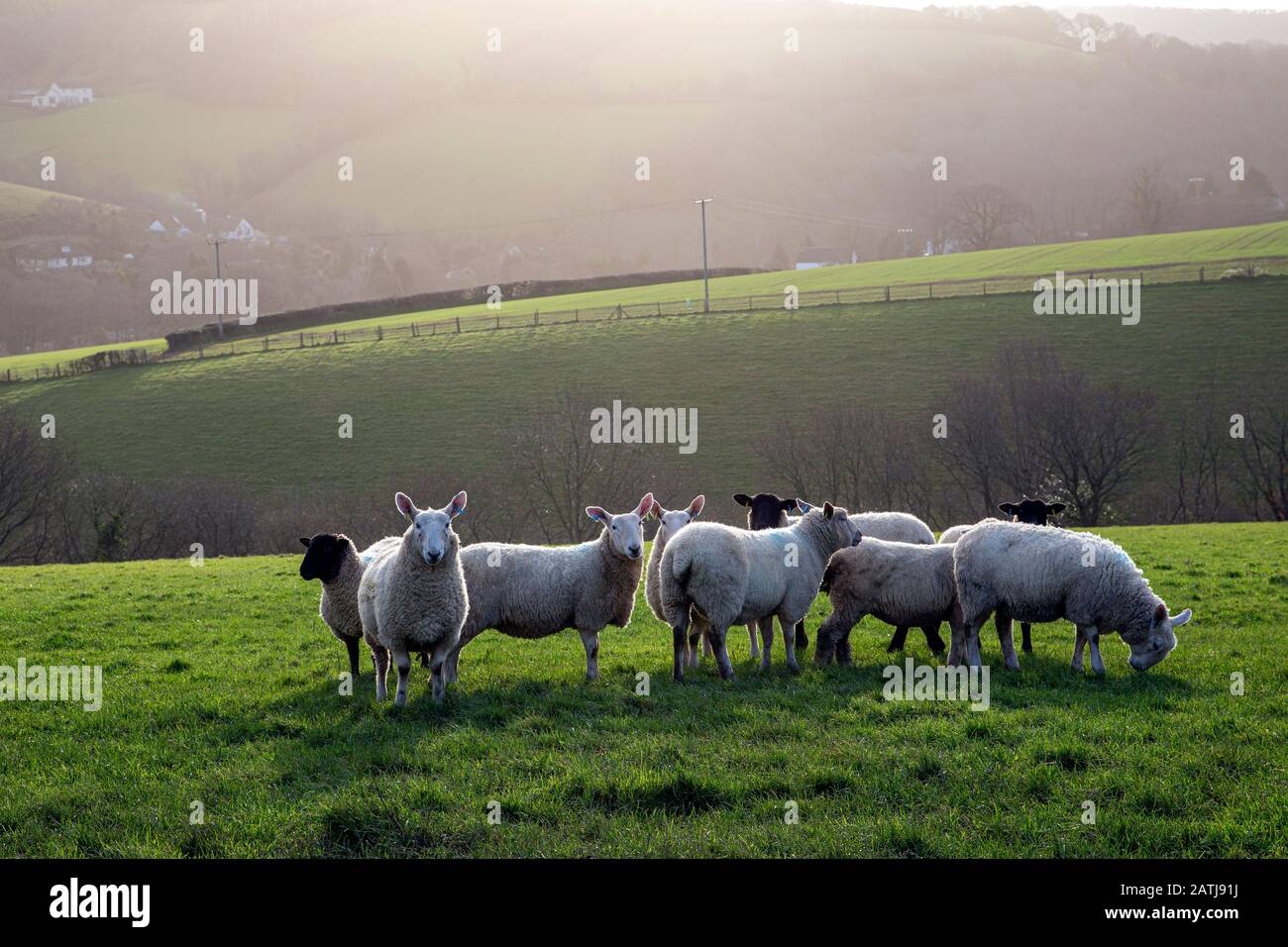 Devon Fields, Wiese, Weide, Paddock, Grün, Stift, Grasland, Weideland, Ward, ländliche Szenenfotos, Devon Fotos, England Fotos, Schaffotos, Großbritannien, Stockfoto