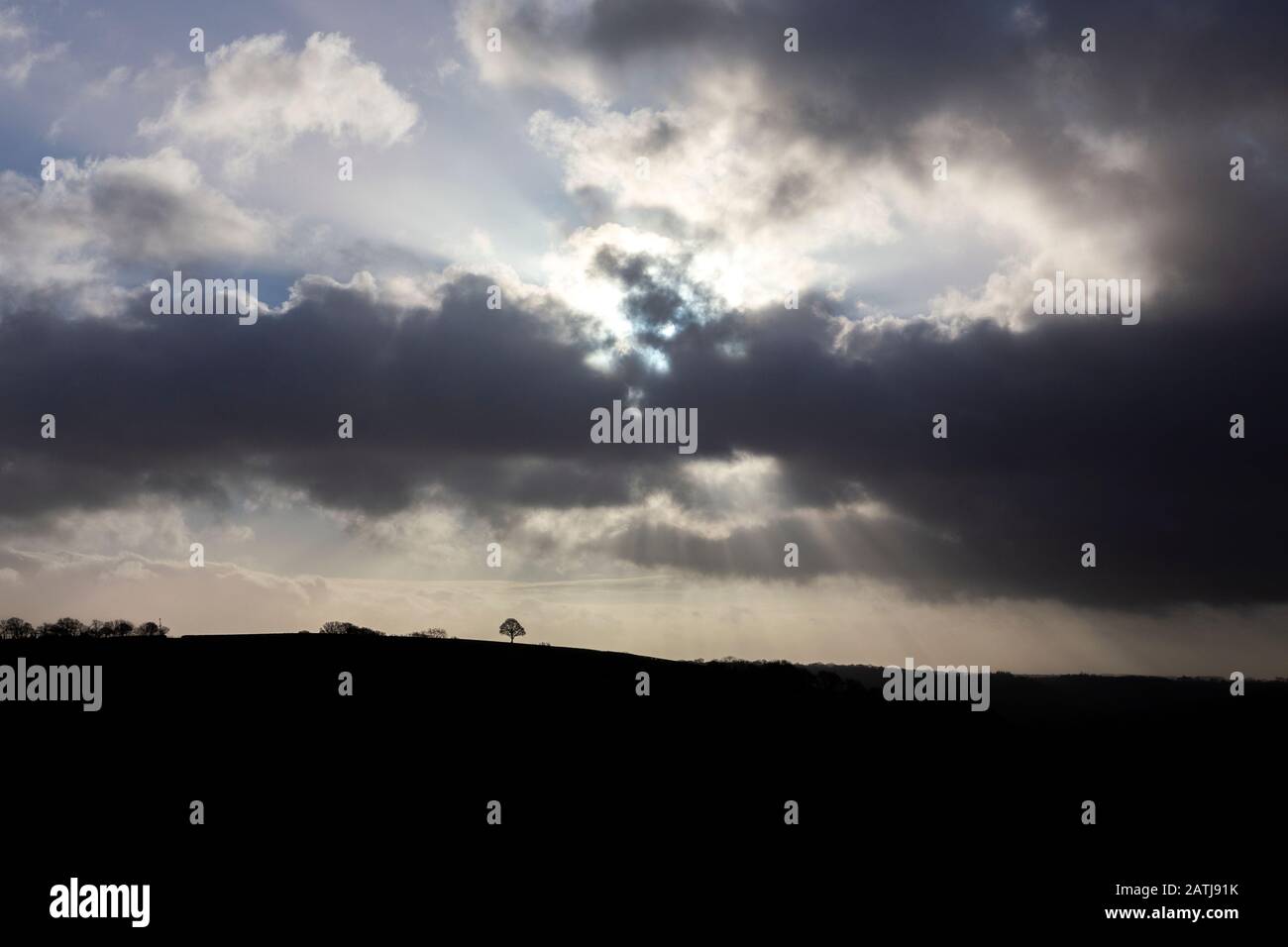 Devon Fields, Wiese, Weide, Paddock, Grün, Stift, Grasland, Weideland, Ward, ländliche Szenenfotos, Devon Fotos, England Fotos, Schaffotos, Großbritannien, Stockfoto