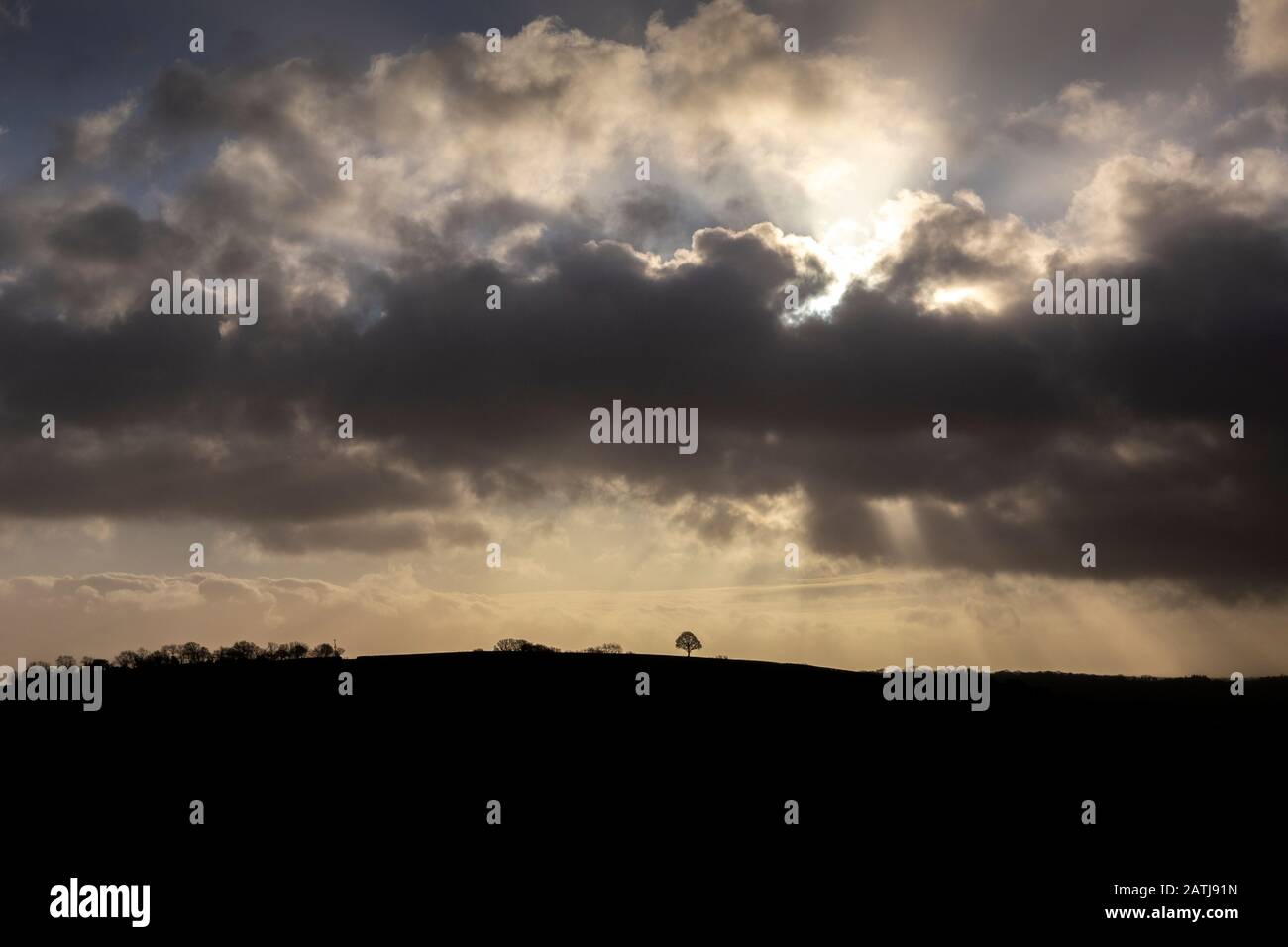 Devon Fields, Wiese, Weide, Paddock, Grün, Stift, Grasland, Weideland, Ward, ländliche Szenenfotos, Devon Fotos, England Fotos, Schaffotos, Großbritannien, Stockfoto