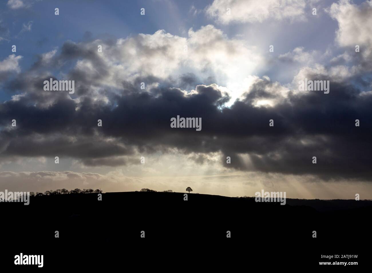 Devon Fields, Wiese, Weide, Paddock, Grün, Stift, Grasland, Weideland, Ward, ländliche Szenenfotos, Devon Fotos, England Fotos, Schaffotos, Großbritannien, Stockfoto