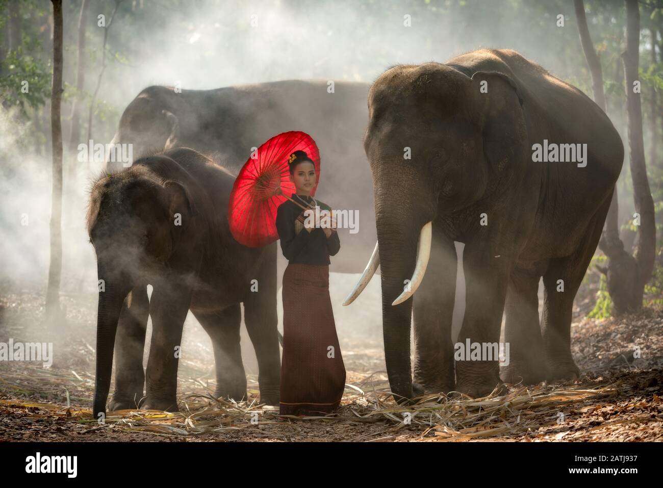 Thailand Elephant and Woman tragend silk cleidung culture Portrait concept Stockfoto